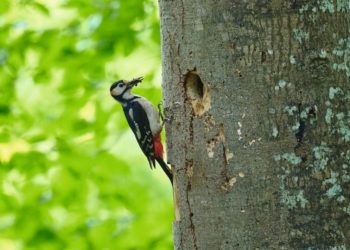 Naturschätze vor der Haustür kennen lernen