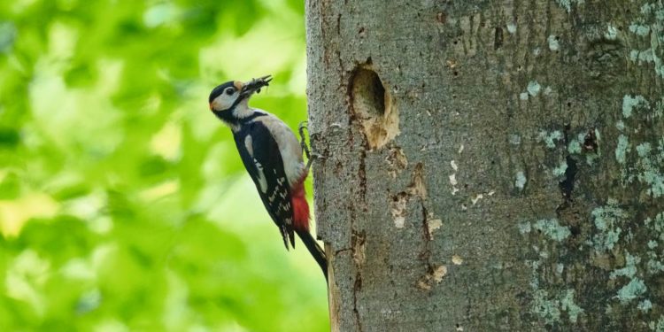 Naturschätze vor der Haustür kennen lernen