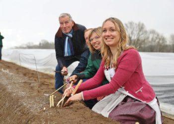 Er ist angestochen: Spargelsaison in Schleswig-Holstein beginnt