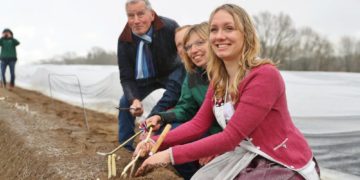 Er ist angestochen: Spargelsaison in Schleswig-Holstein beginnt