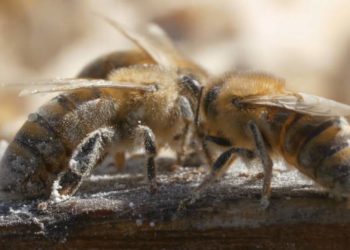 Die Dokumentation „Eine Frage der Haltung“ im Filmclub