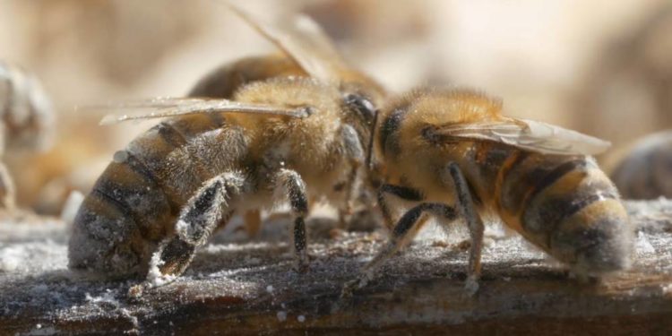 Die Dokumentation „Eine Frage der Haltung“ im Filmclub