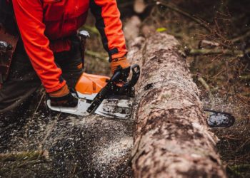 Stürme, Dürre, Schädlinge: IG BAU Hamburg fordert mehr Forstpersonal