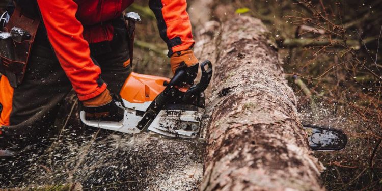 Stürme, Dürre, Schädlinge: IG BAU Hamburg fordert mehr Forstpersonal