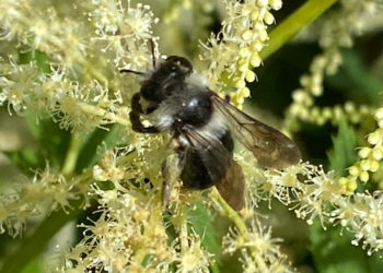 Tiere pflanzen – direkt vor der eigenen Haustür