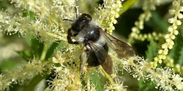 Tiere pflanzen – direkt vor der eigenen Haustür