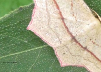 NABU Mölln: Natur ist Kunst für die Seele