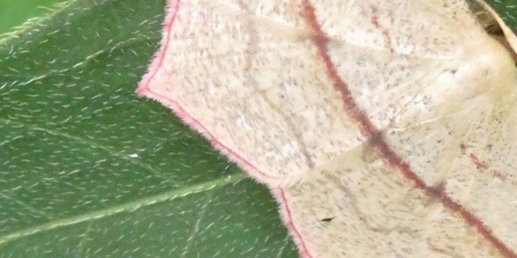 NABU Mölln: Natur ist Kunst für die Seele