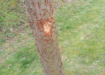 Baumfrevel im Wohngebiet