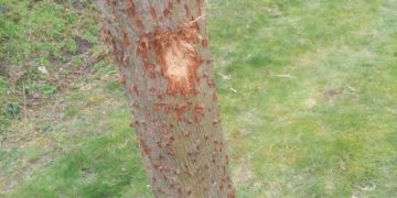 Baumfrevel im Wohngebiet