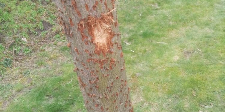 Baumfrevel im Wohngebiet