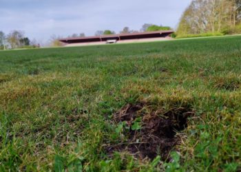 Dachs beschädigt Fußballrasenplatz