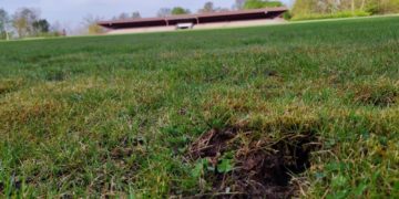 Dachs beschädigt Fußballrasenplatz