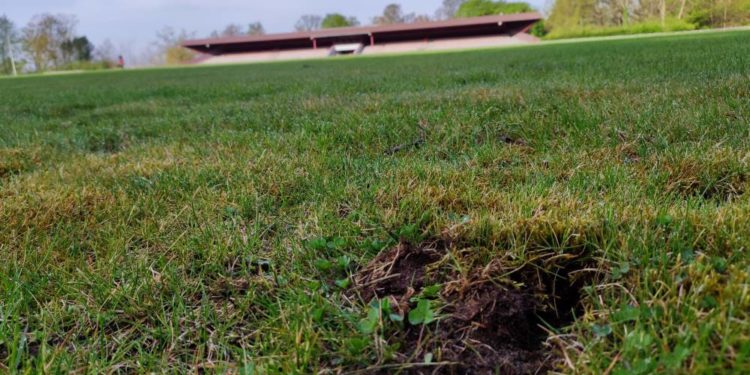 Dachs beschädigt Fußballrasenplatz