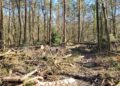 Sperrung und Umleitung des Elberadwegs