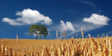 Auswirkungen des Ukraine-Krieges auf die Agrarwirtschaft