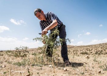 Filmclub-Dokumentation: „Der Waldmacher“