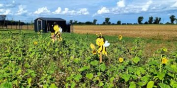 SH Netz schafft landesweit in 253 Kommunen neue Lebensräume für Bienen