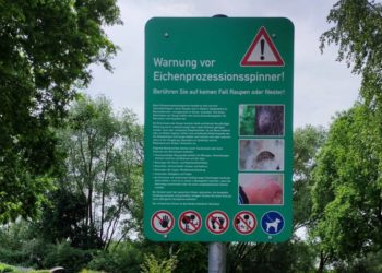 Der Eichenprozessionsspinner ist unterwegs
