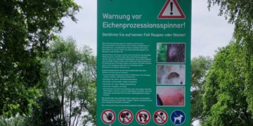 Der Eichenprozessionsspinner ist unterwegs