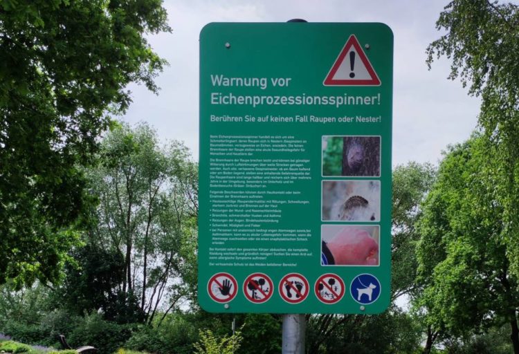 Der Eichenprozessionsspinner ist unterwegs