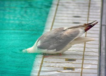 Neue Preisstruktur für das Geesthachter Freizeitbad beschlossen