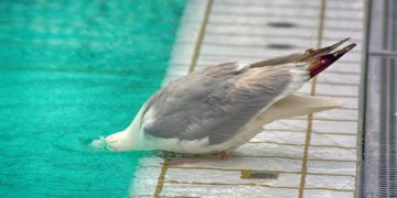 Neue Preisstruktur für das Geesthachter Freizeitbad beschlossen