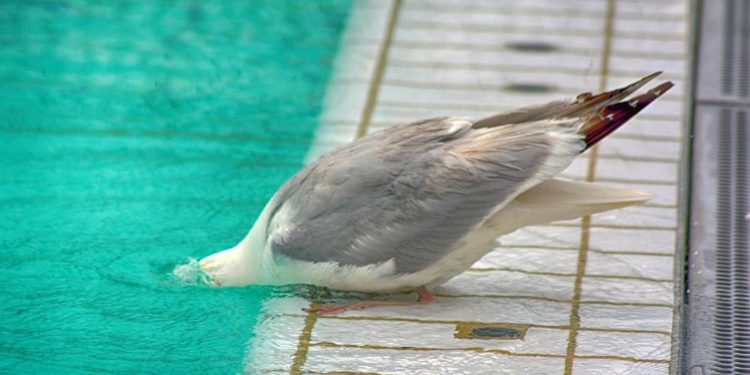 Neue Preisstruktur für das Geesthachter Freizeitbad beschlossen