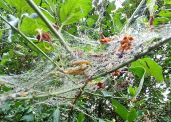 Gespinstmotte im Stadtgebiet