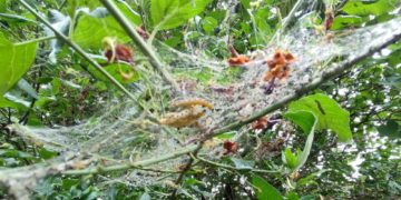 Gespinstmotte im Stadtgebiet