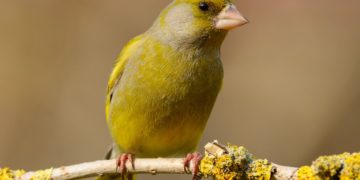 Stunde der Gartenvögel mit Vogelzählung