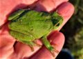 Amphibienzäune sind ein wirksamer Schutz für Molch & Co