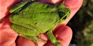 Amphibienzäune sind ein wirksamer Schutz für Molch & Co