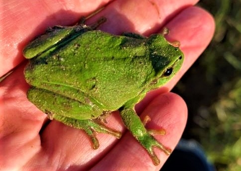 Amphibienzäune sind ein wirksamer Schutz für Molch & Co