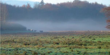 Vogelkundliche Wanderung