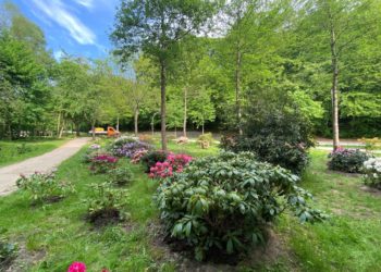 Der Geesthachter Rhododendron Park wächst weiter