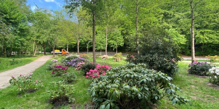 Der Geesthachter Rhododendron Park wächst weiter