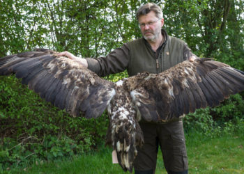 Illegal getöteter Seeadler im Raum Panten gefunden