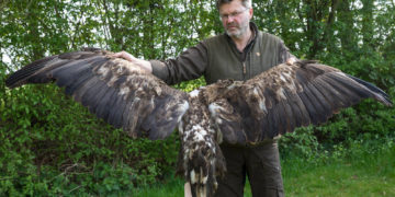 Illegal getöteter Seeadler im Raum Panten gefunden