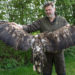 Illegal getöteter Seeadler im Raum Panten gefunden