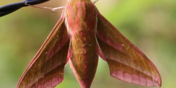 5. Insektensommer – eine Woche Insekten zählen