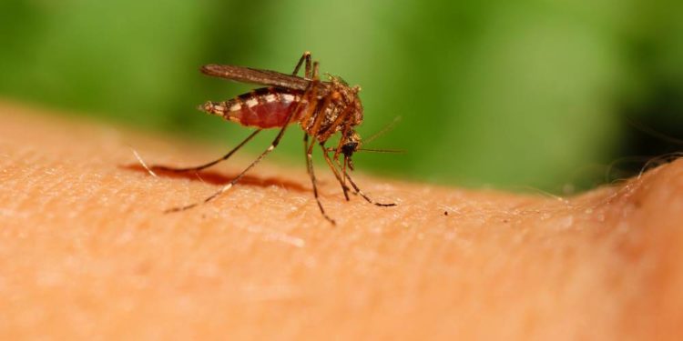 Klimawandel positiv für die Plagegeister – jetzt kommen die Mücken