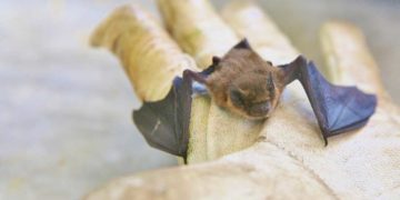 Tagesfahrt zu den Fledermäusen in Bad Segeberg