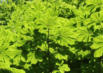 200 Jahre alte Kastanie wird gefällt