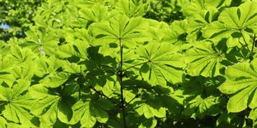 200 Jahre alte Kastanie wird gefällt