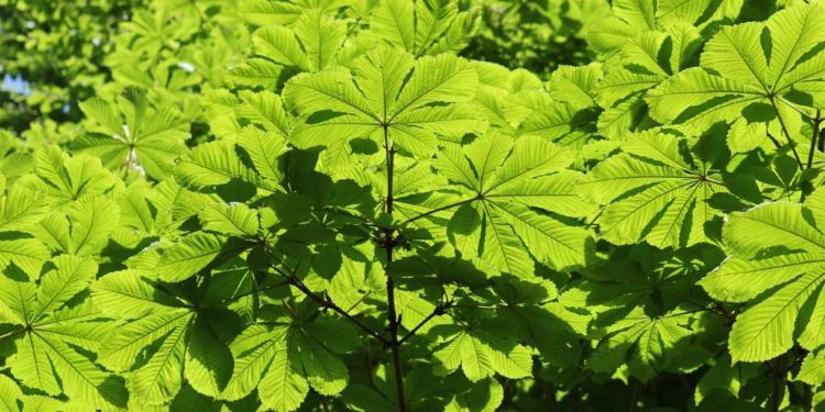 200 Jahre alte Kastanie wird gefällt