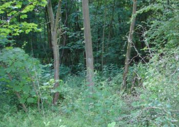 Naturkundliche Wanderung in Dechow