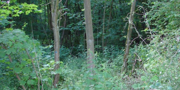 Naturkundliche Wanderung in Dechow