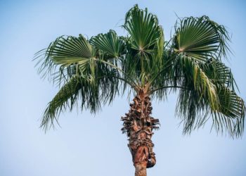 Welcher Garten ziert sich mit der Palme?