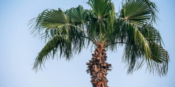 Welcher Garten ziert sich mit der Palme?